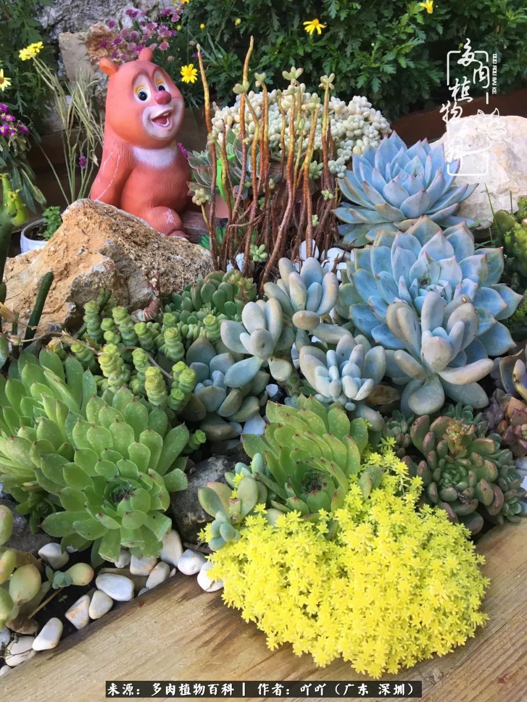 涓冨僵浜戝崡澶氳倝,浜戝崡澶氳倝涔嬫梾