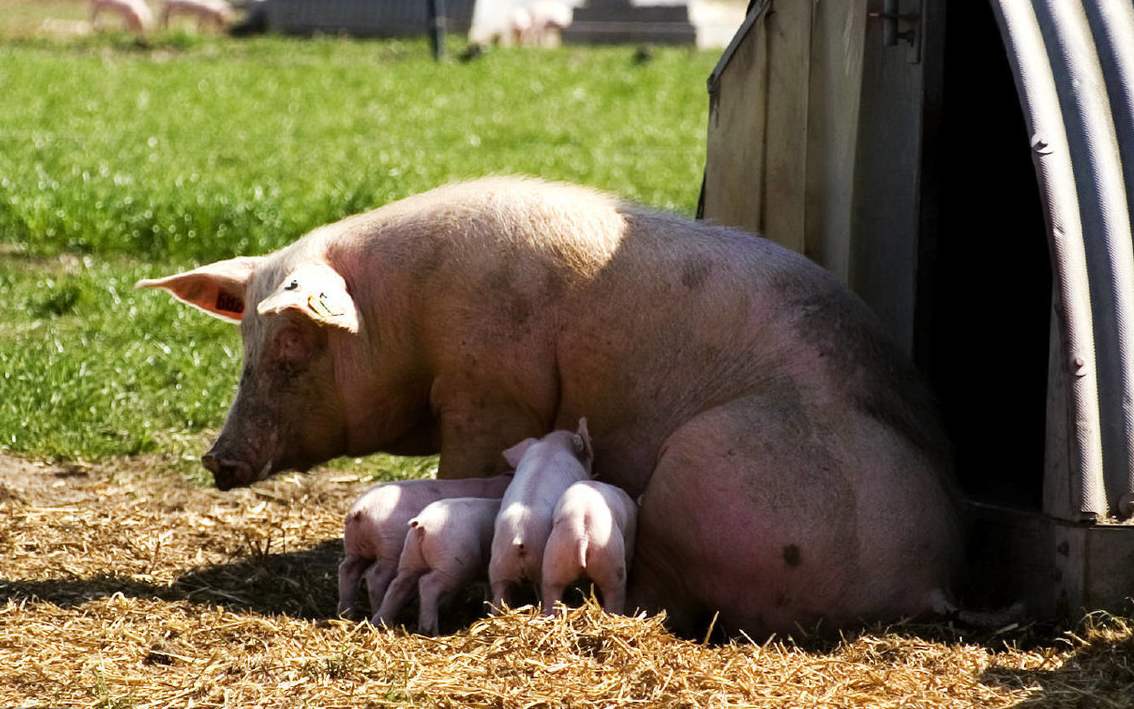母猪产后怎样用中草药消炎,母猪产后消炎用哪些方法