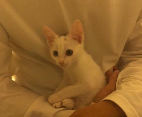 一个月的小猫被粘鼠板粘住了,猫粘鼠板救流浪猫