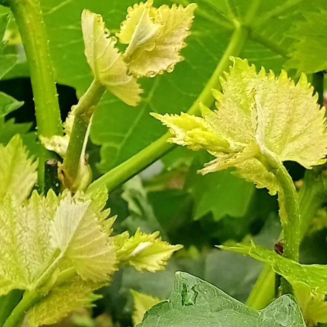 鍙ょ敯鐮斿鏃ヨ缁撳熬,鍙ょ敯鐮斿鏃ヨ