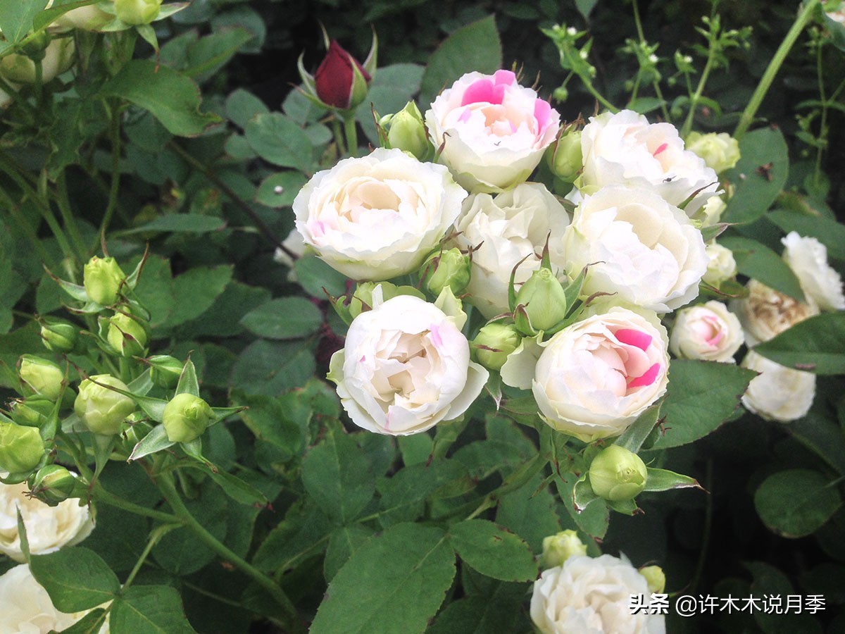 完全无刺的月季花,月季没刺的品种