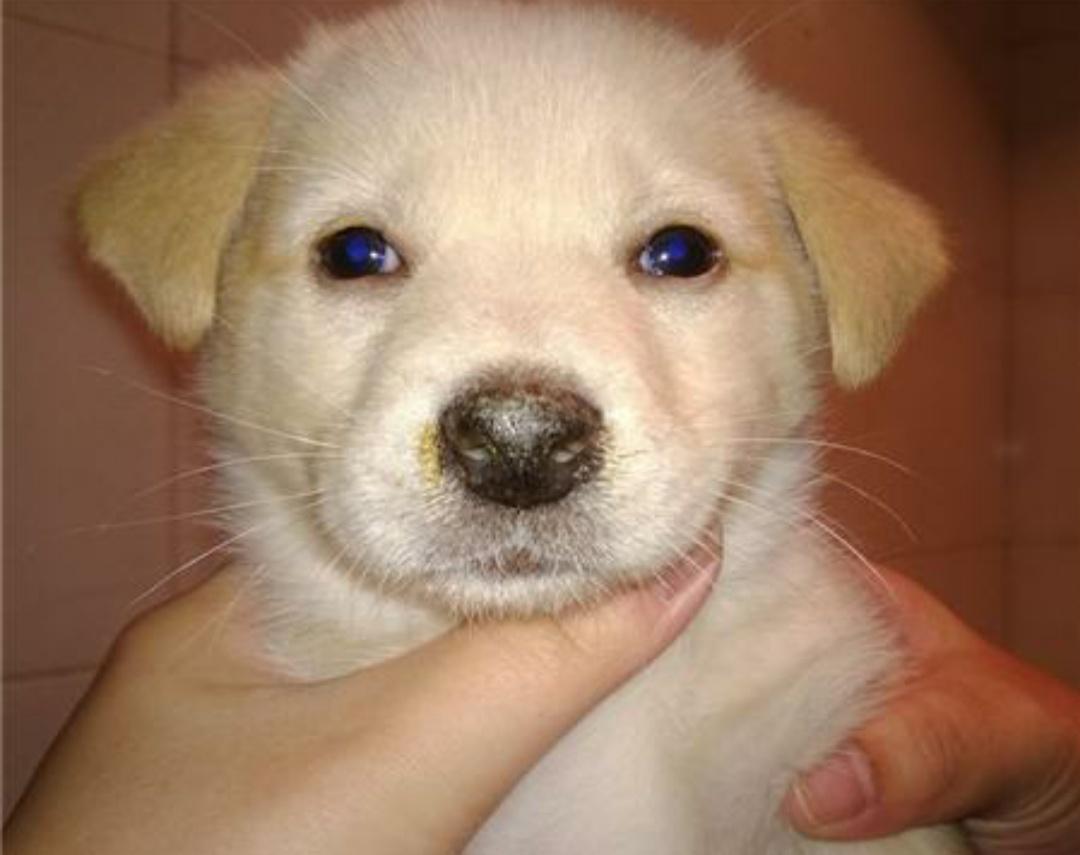 犬瘟热的专家讲解,关于犬瘟热的提问