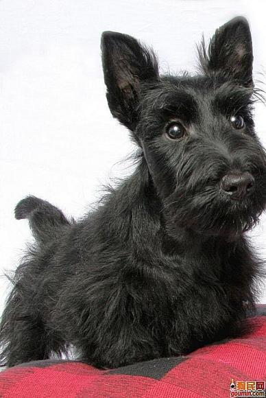 狗狗大全,送给喜欢狗的人）