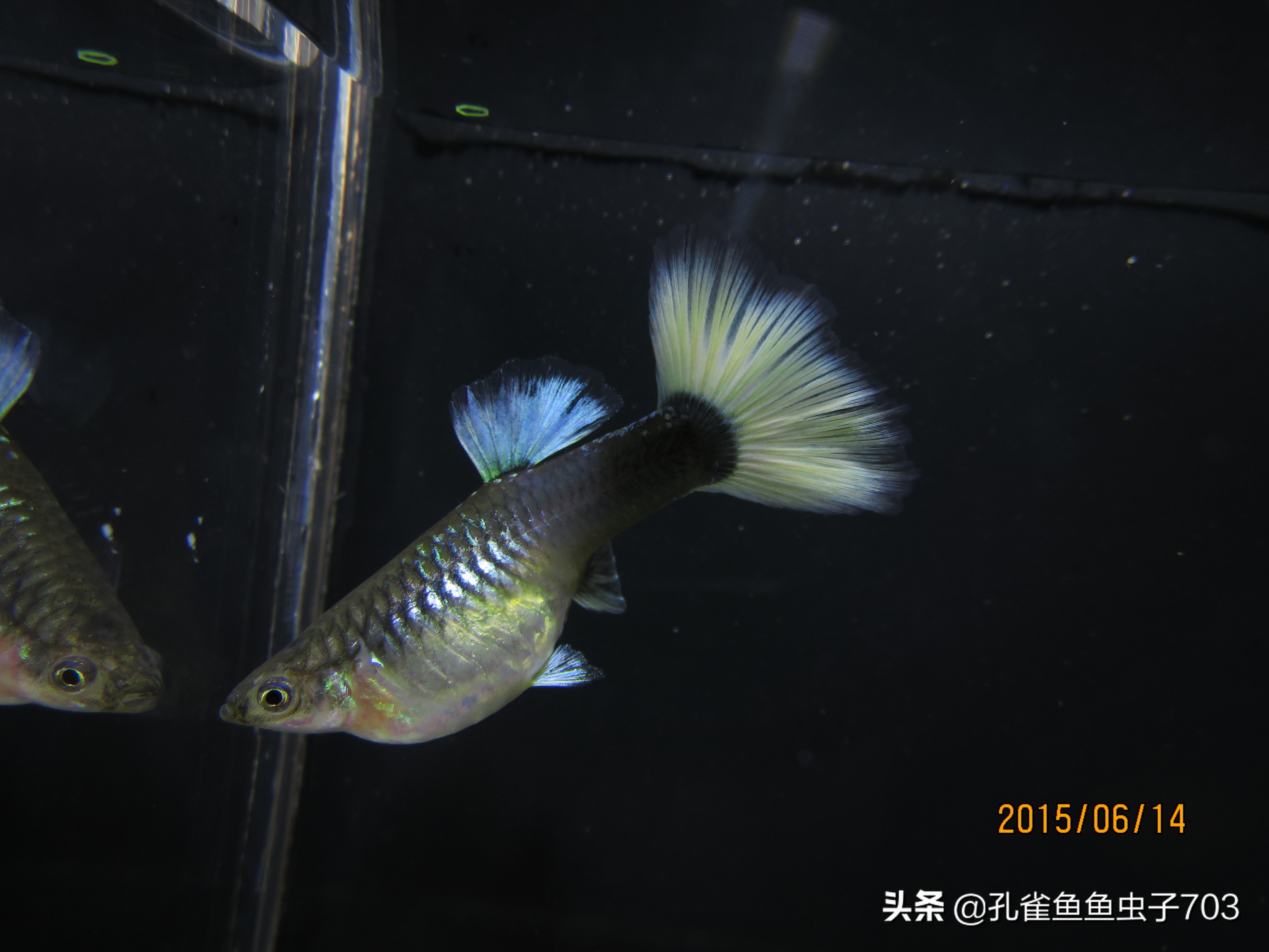 孔雀鱼雄化能繁殖吗,孔雀鱼公鱼雄化怎么办