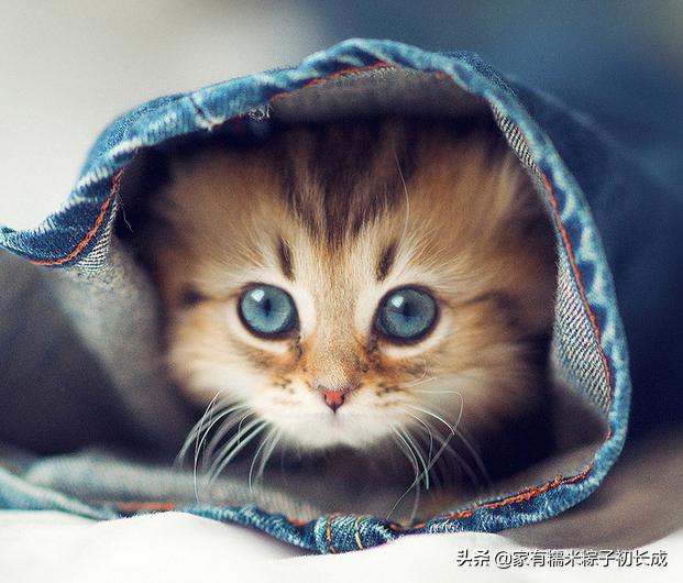 想购买猫咪在哪里购买比较好,购买猫咪一般在网上哪里卖