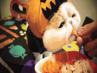 美短掉毛比一般的猫严重怎么办,英短猫掉毛严重怎么解决