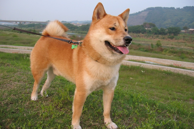 柴犬便便先干后稀,柴犬幼崽便便有点稀