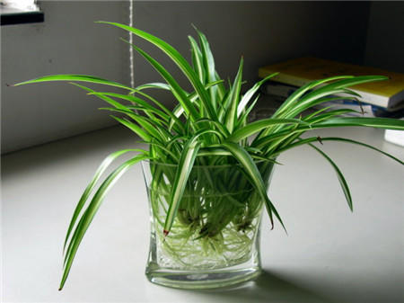 吊兰土培改水培后烂,吊兰土养能不能直接浇水