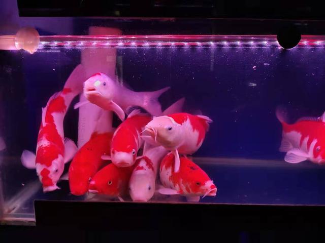 新买的观赏鱼到家就要检疫，否则必死无疑，这种说法并不靠谱