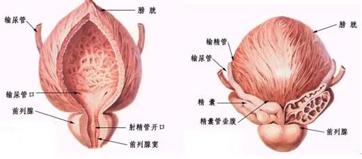 久坐，正在毁掉你的X生活