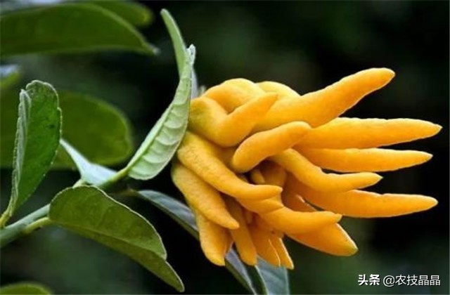 金华佛手的种植技术,佛手种植技术有哪些