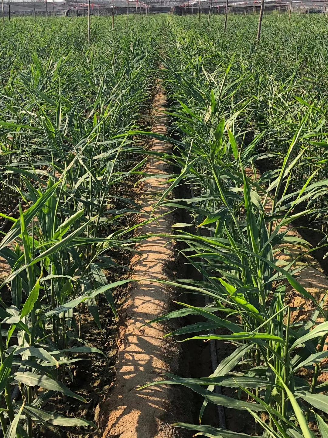 种姜中期管理的全过程,姜怎么养根