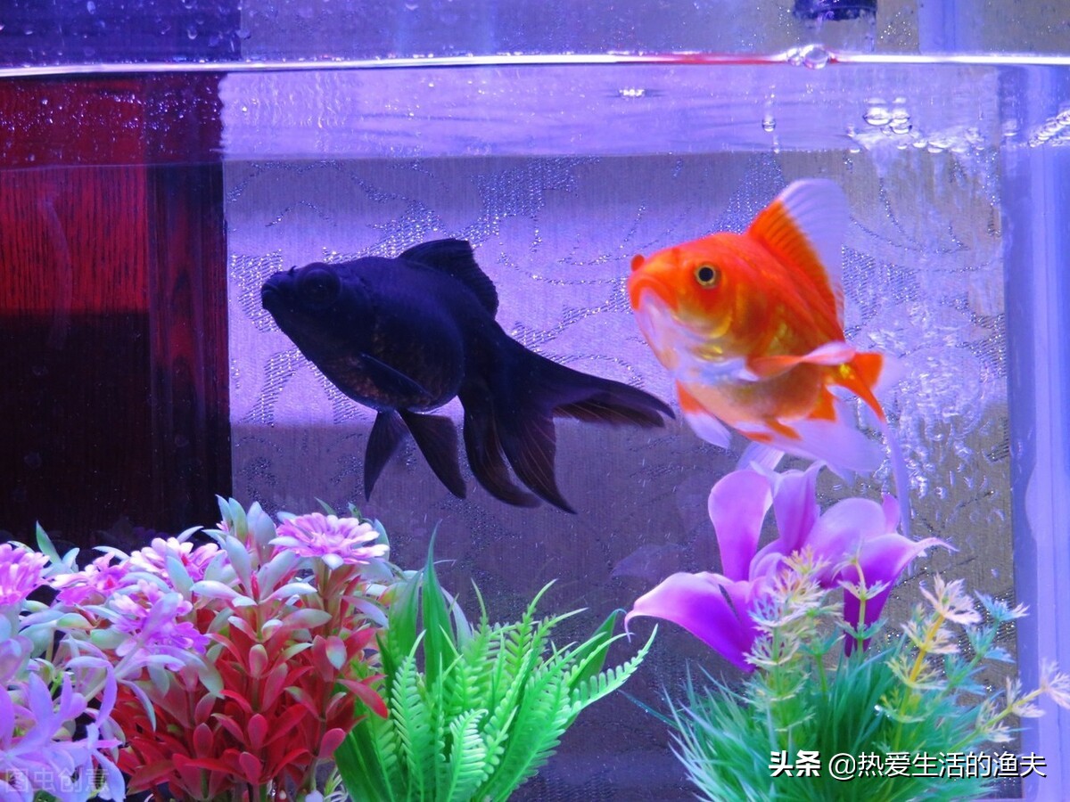 金鱼与锦鲤哪个好养一点,养金鱼是锦鲤好还是草金鱼好