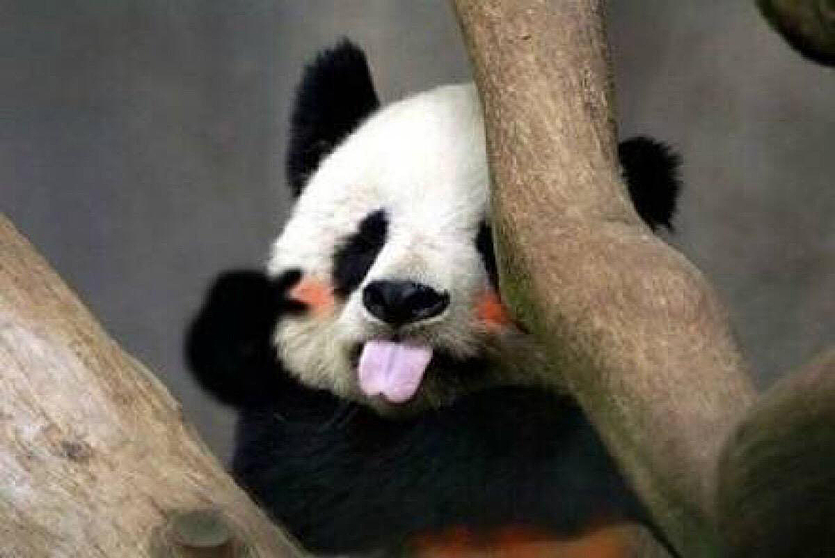 萌萌的大熊猫能打过凶猛的老虎,大熊猫为什么比老虎还凶猛