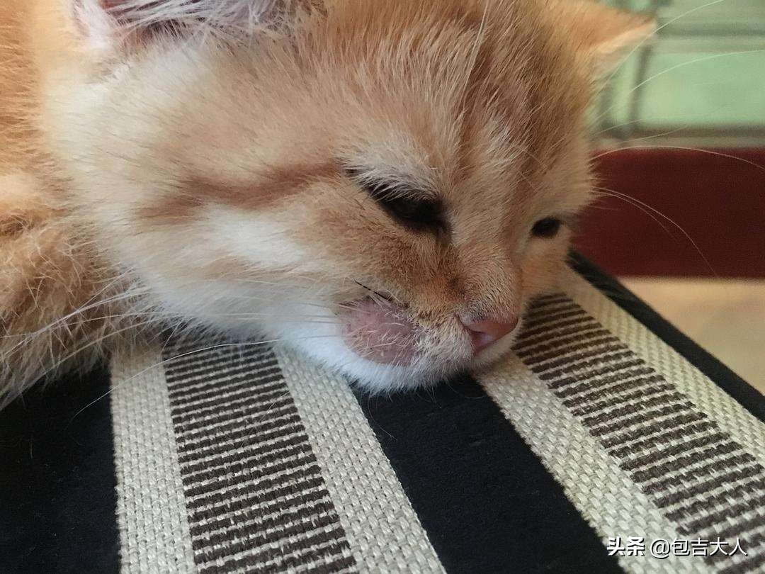 养猫经验杂谈论文摘要大全,养猫经验大分享