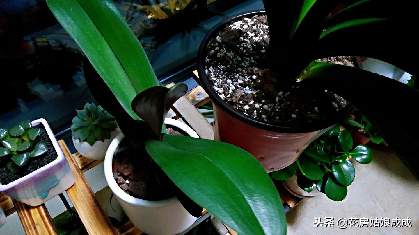 君子兰要怎么养才养得好,养君子兰掌握浇水小技巧