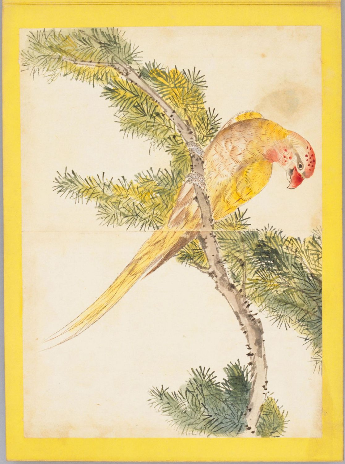 是玩物or贤内助？趣谈东西方绘画中的鹦鹉|张小玉