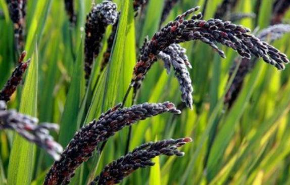 蒸黑米易烂的窍门,黑米大米饭怎么蒸软