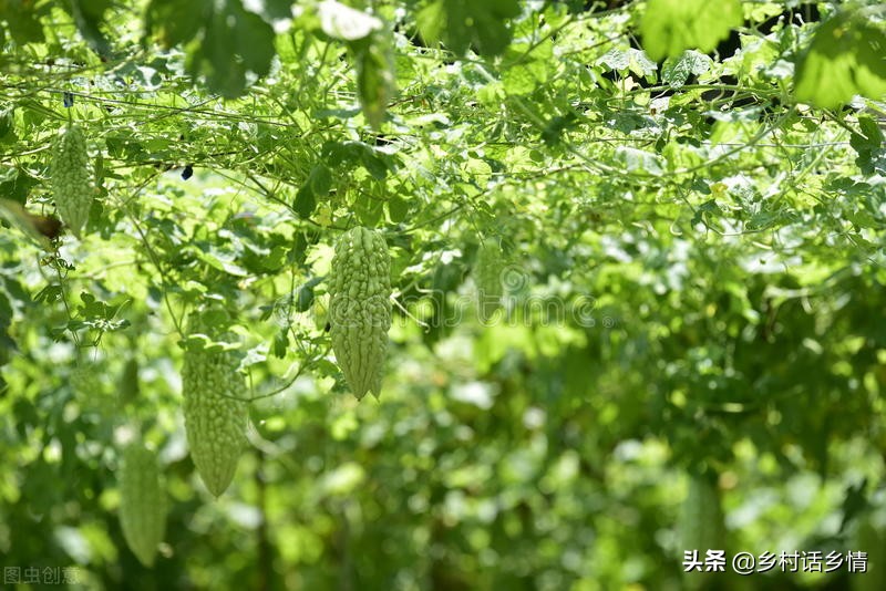 蔬菜瓜类的种植方法,瓜如何种植才结得多