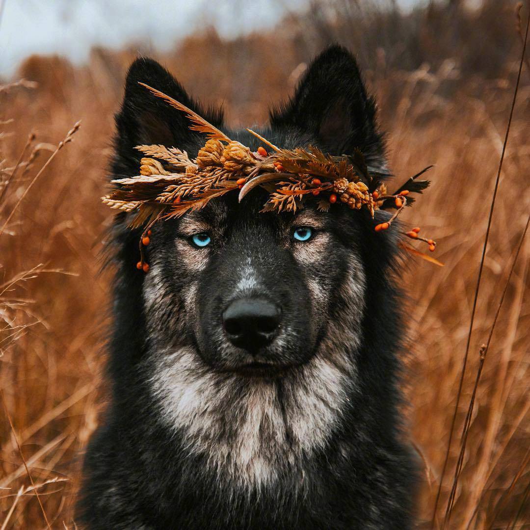 哈士奇狗狗的头绘画,金毛狗狗绘画图片