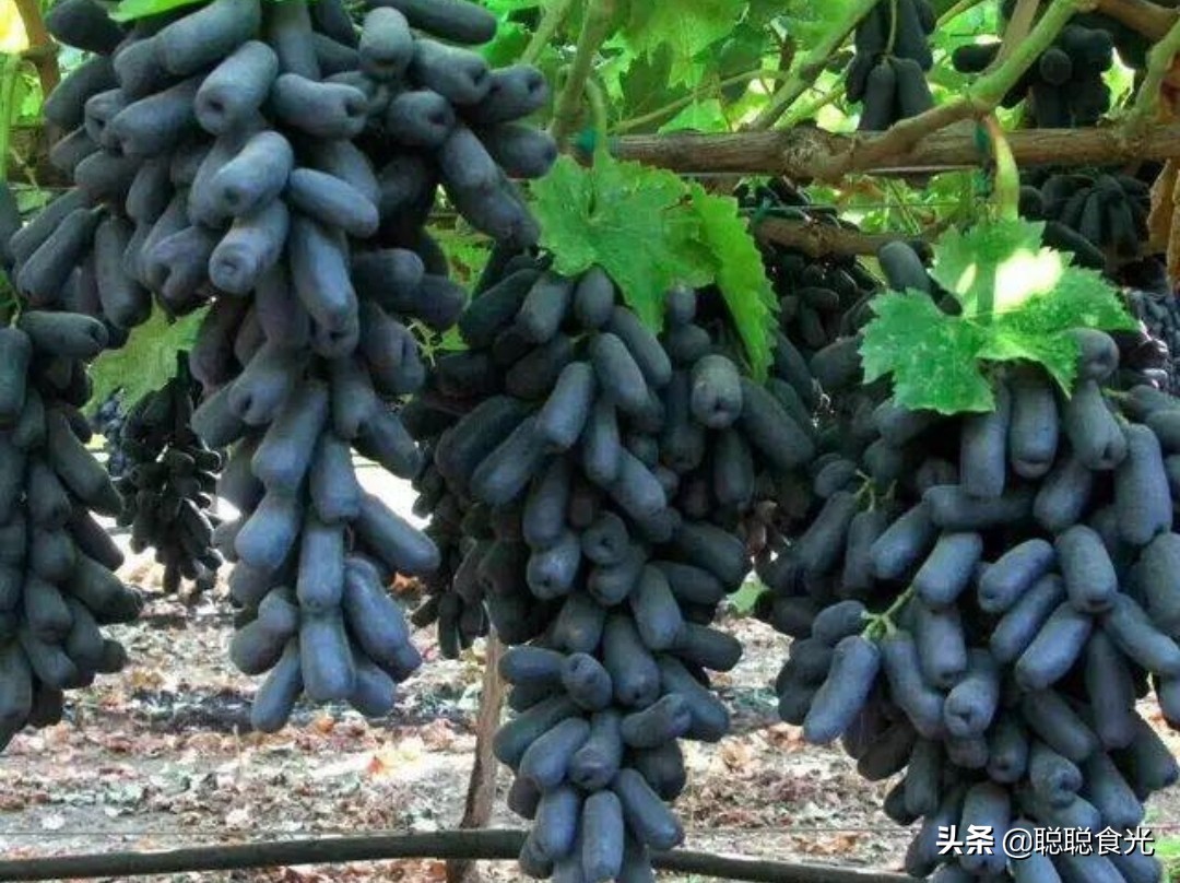 09钁¤悇鍝佺鐨勪紭缂虹偣,鏃╁法瀹濊憽钀勫搧绉嶄紭缂虹偣