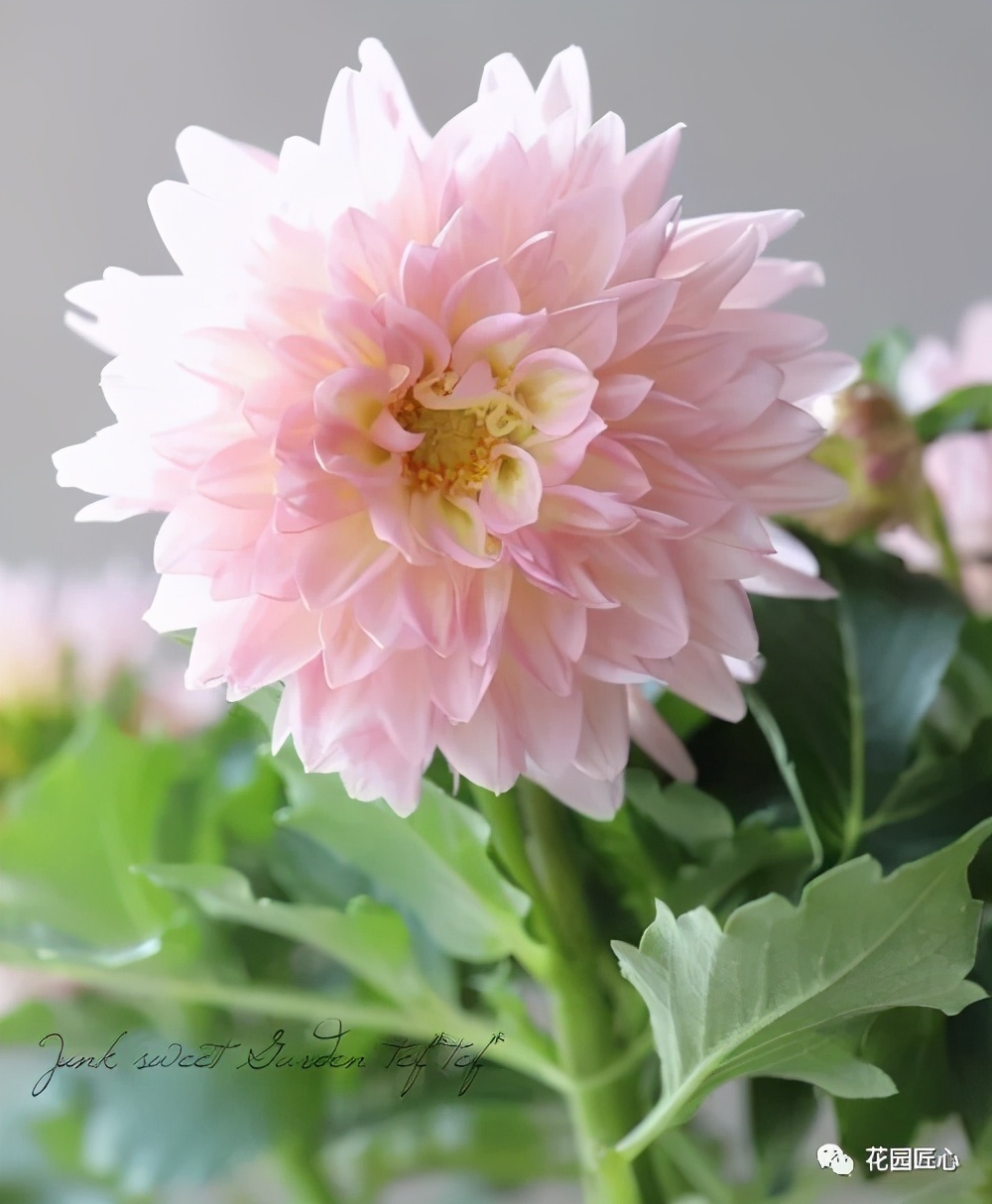 球根种植时间和方法,球根的养殖方法和注意事项