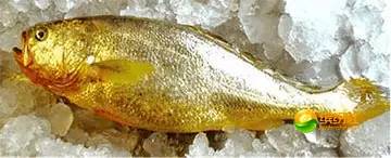 舟山海鲜代加工攻略,最全舟山海鲜攻略