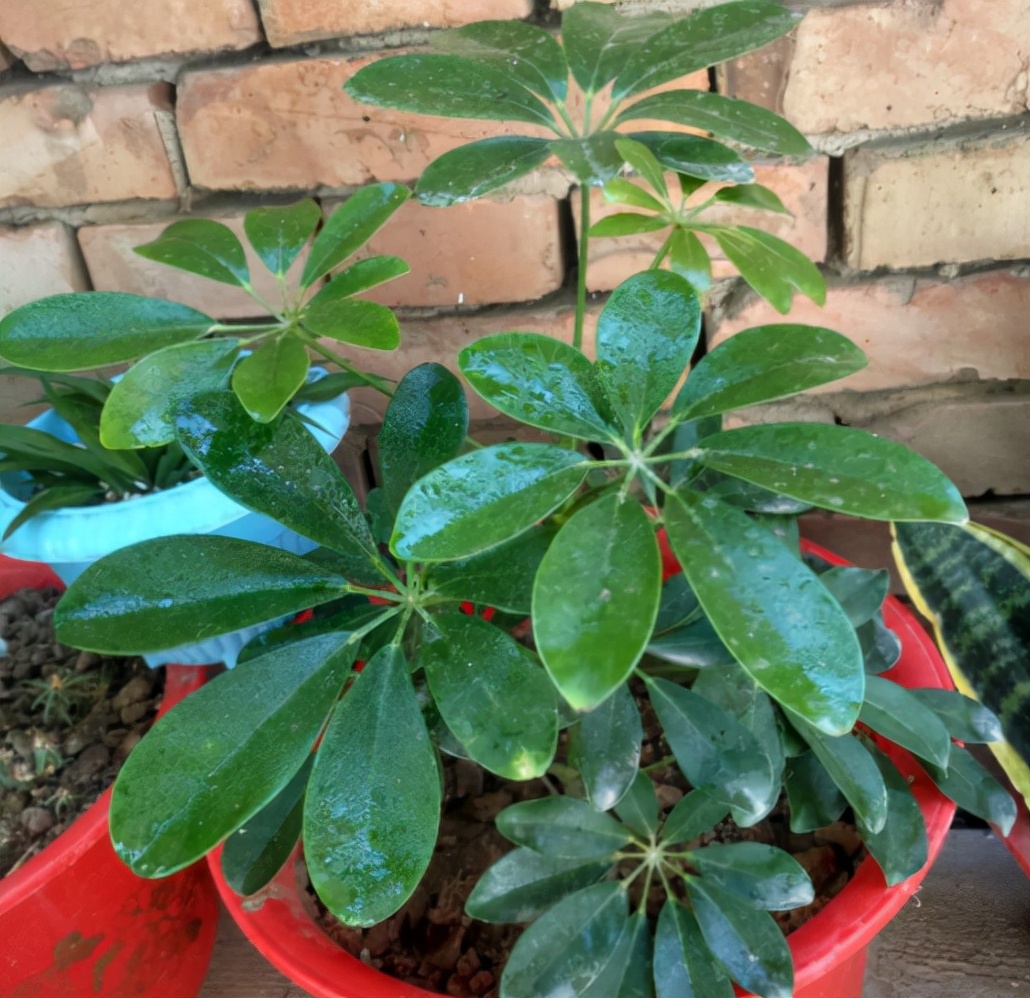 不要买的网红植物,最近踩坑的一些网红植物