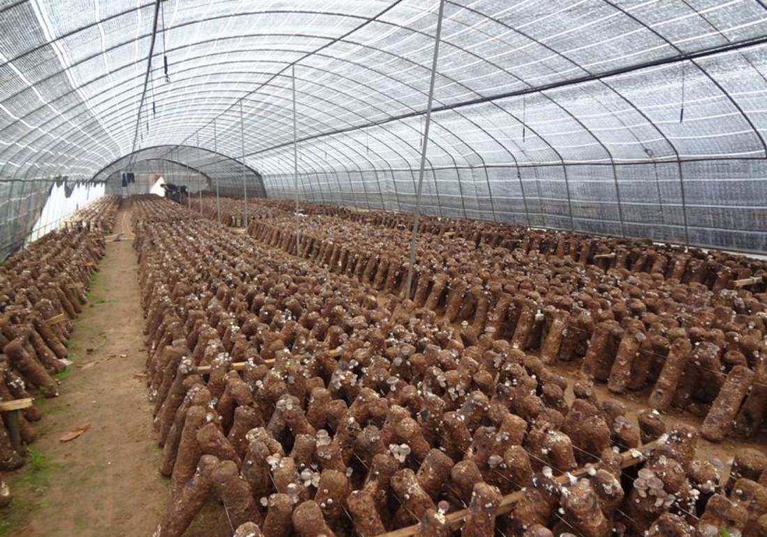 种植香菇怎样能快速发芽,香菇发菌期出现白毛菌怎么办