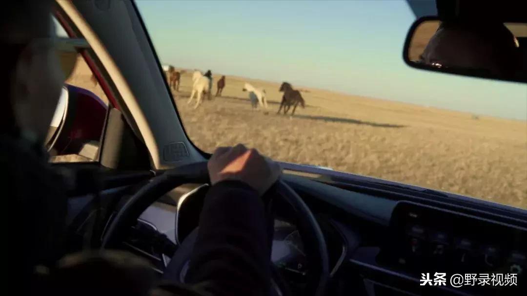 敖鲁古雅原始部落驯鹿喂草,敖鲁古雅驯鹿旅行