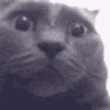 猫咪乱尿科学解释,猫咪乱尿是泌尿系统出问题了吗