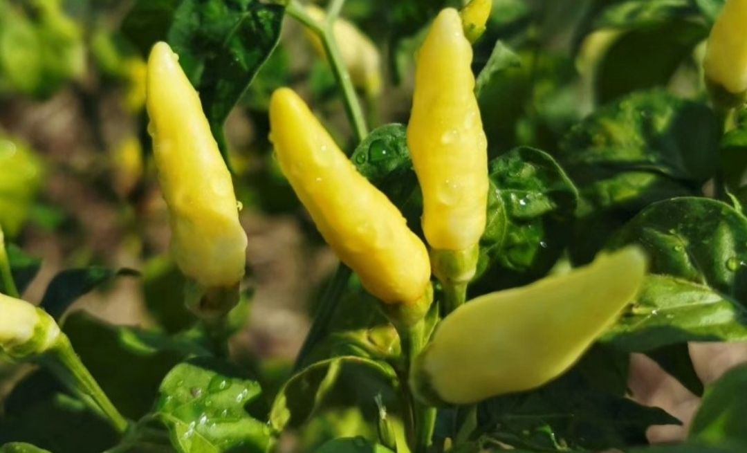 野山椒泡椒和小米辣泡椒,自做泡野山椒方法步骤