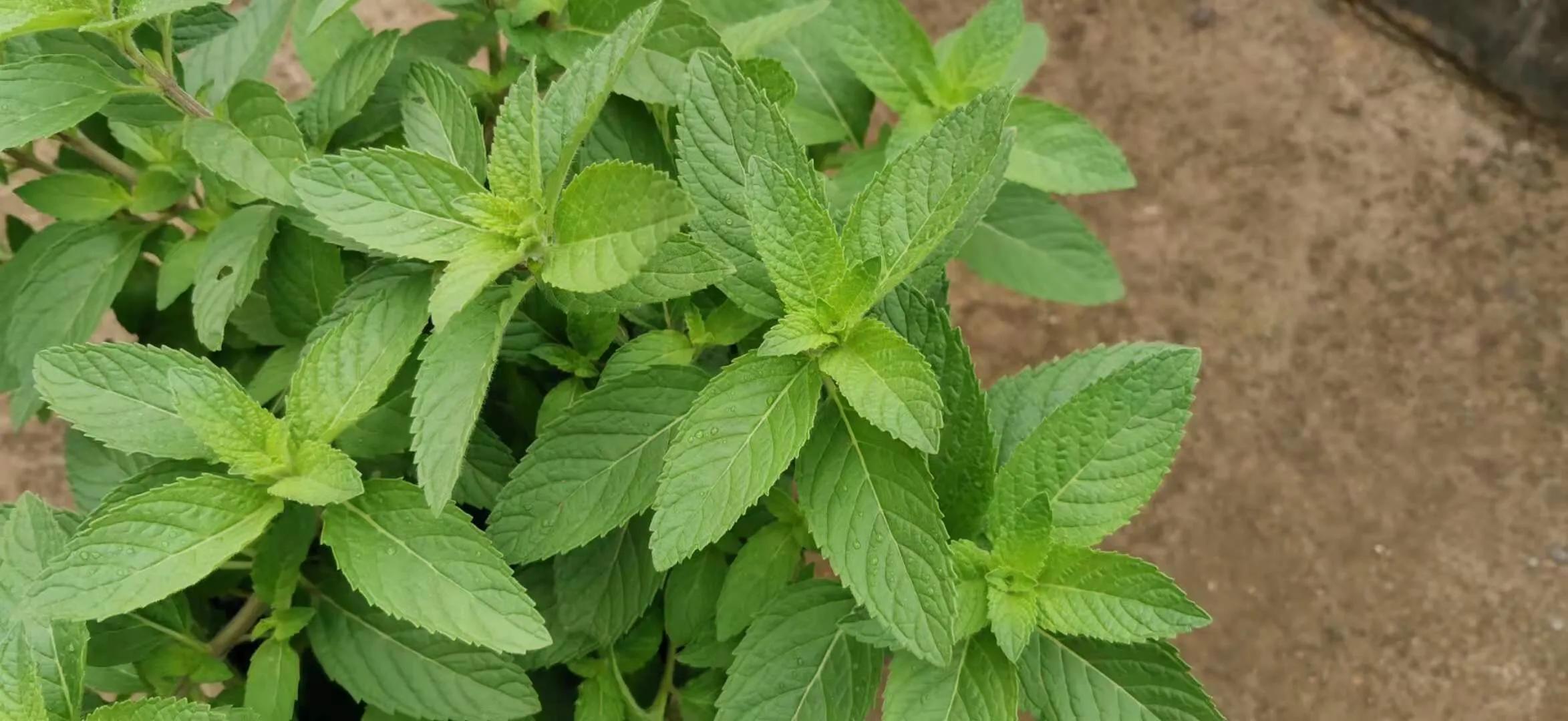 室内养薄荷绿植的好处,适合在家养的薄荷植物