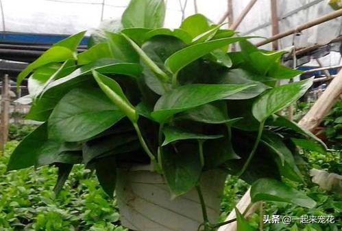 小苏打水浇绿萝绿萝疯长不停,哪三种水浇绿萝绿萝疯长