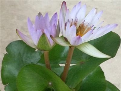 睡莲水养为什么会弯,睡莲水养正确使用方法