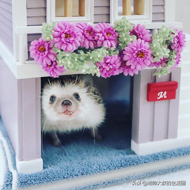 小刺猬到底有多可爱,很可爱的小刺猬有哪些