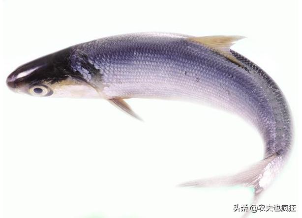 鲢鱼好吃吗刺多吗,鲢鱼口感