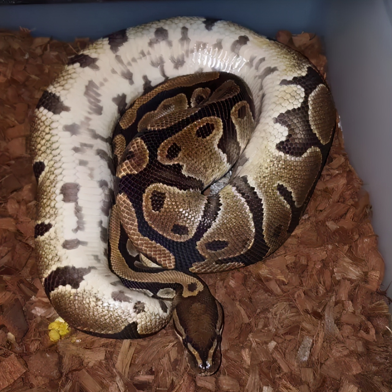 怎么知道她有没有怀孕,怎么知道自己是不是怀孕初期