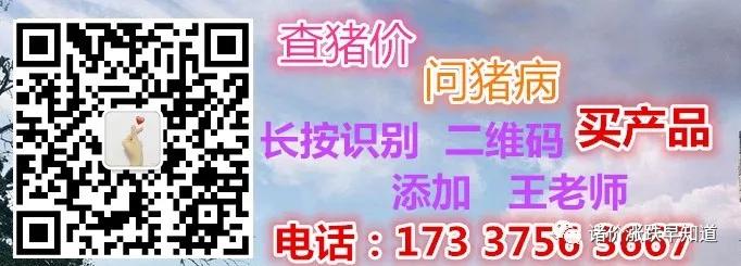 仔猪打架是怎么回事,仔猪打架用什么办法好