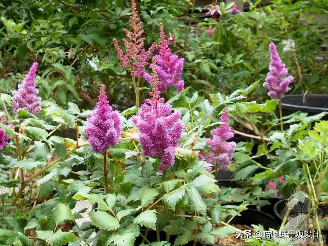 超级耐养的植物,极耐盐碱耐高温的植物