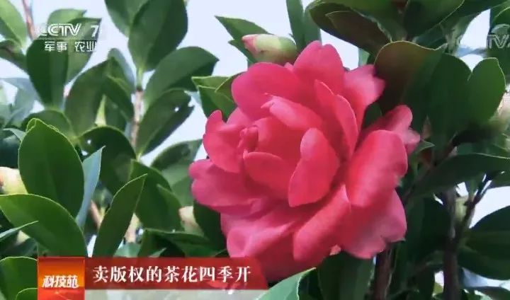 鍘氱Н钖勫彂2016,鍘氱Н钖勫彂2021