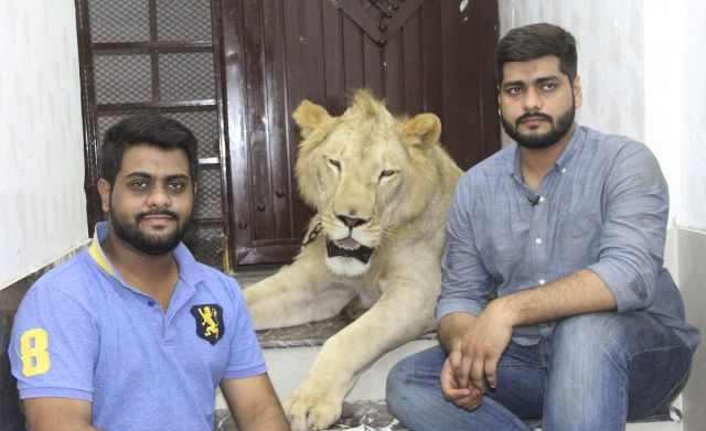 遇到猛兽如何自救100字,面对大型猛兽如何自救