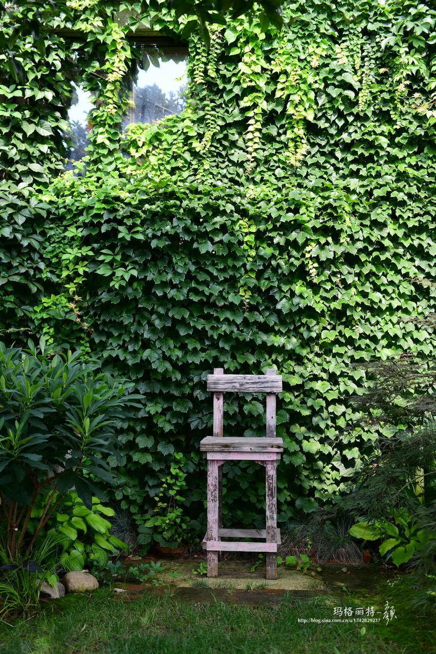 爬藤植物怎么牵引造型,爬藤植物是怎么爬藤的