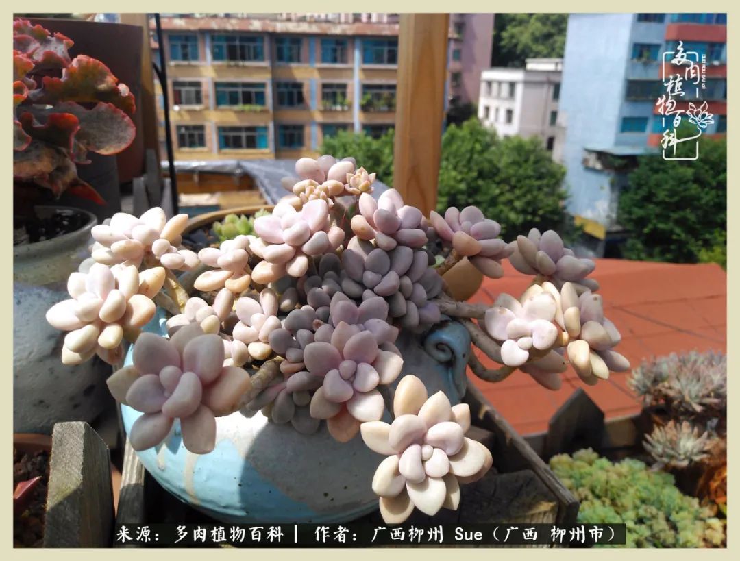 艳阳高照凉爽贵州，我要勤快地捕捉美好！（二）