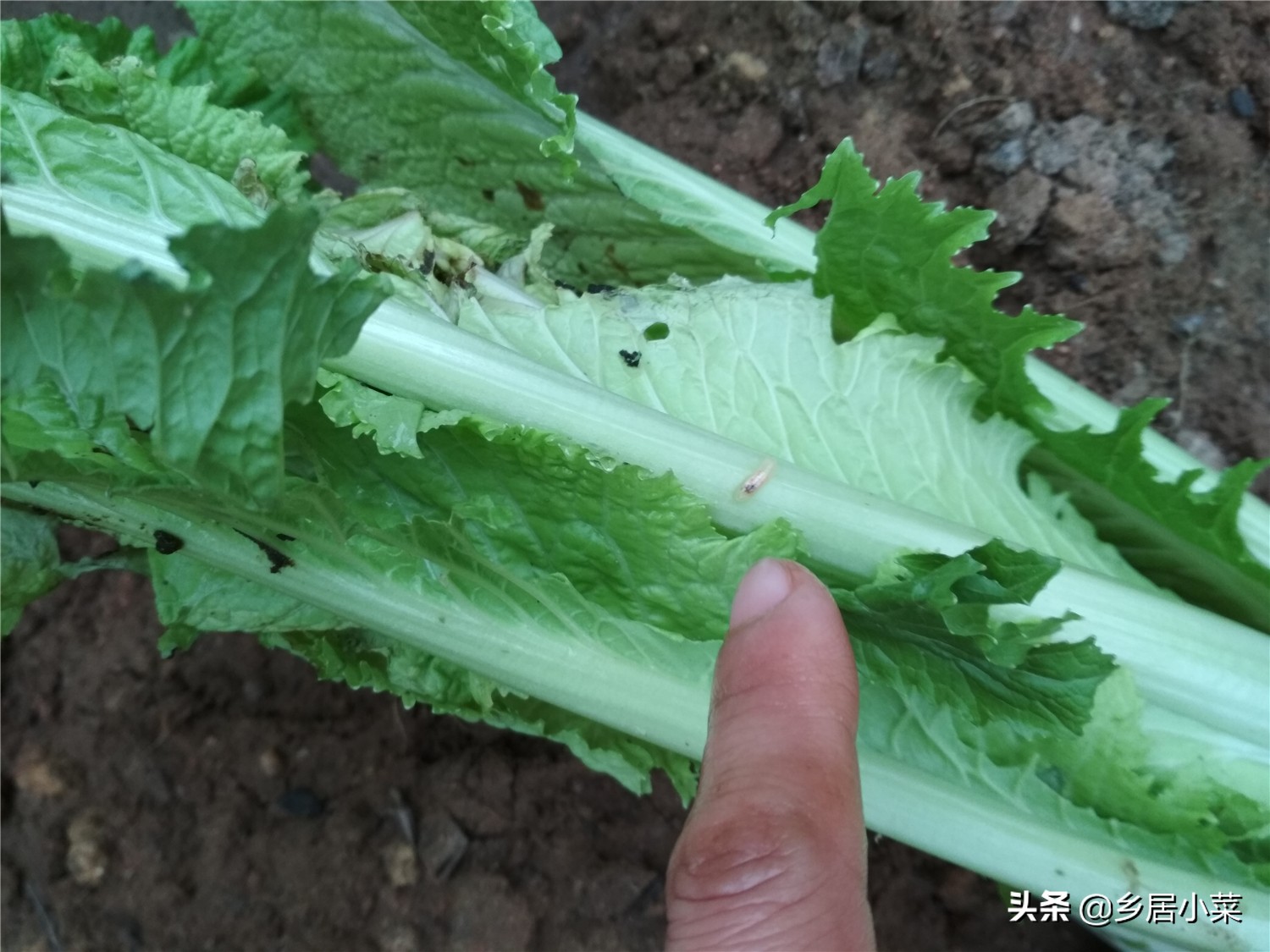 白菜上面有夜蛾幼虫怎么办,白菜上的白蛾怎么消灭