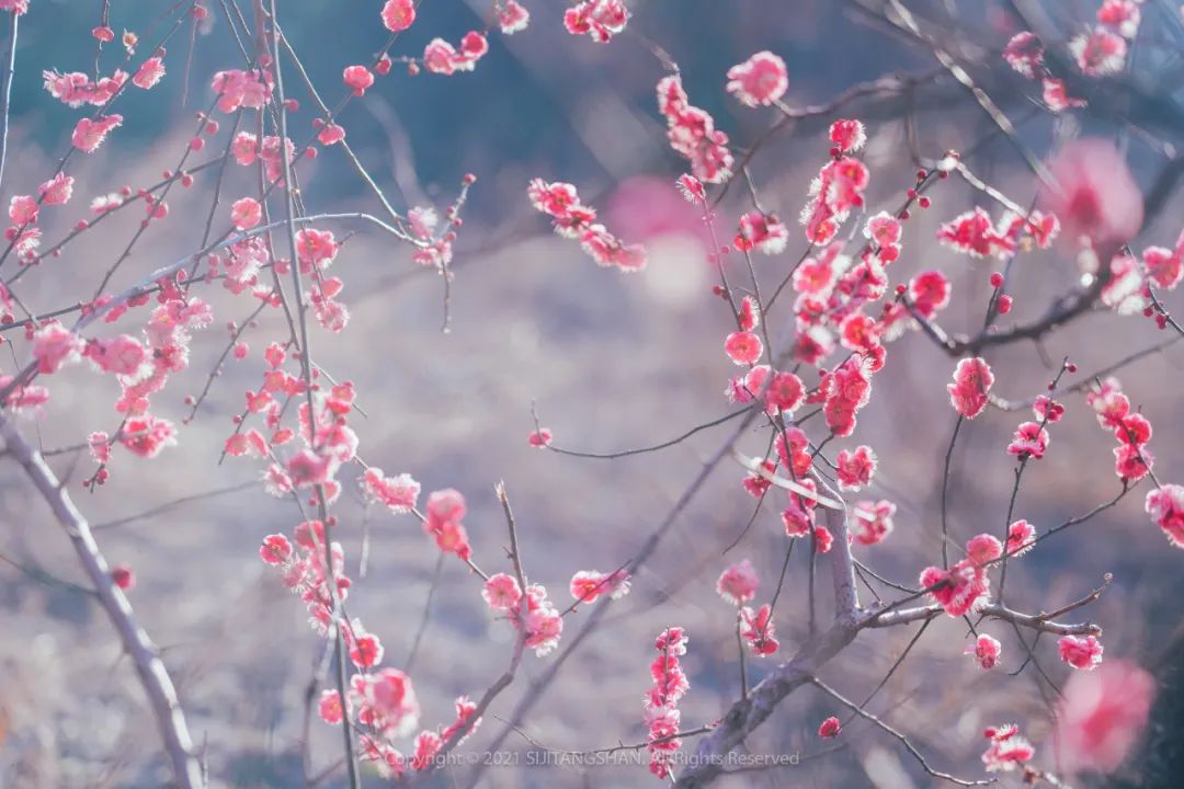 南京赏梅花的绝佳位置,南京赏梅花的最佳地方