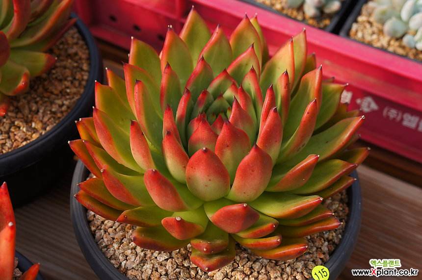 100种常见多肉植物图鉴收藏,1000种多肉植物图鉴及名字