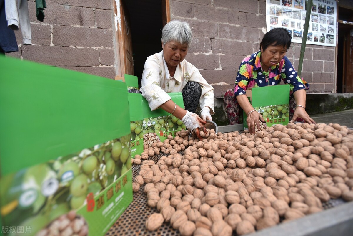 四川什么时候可以栽核桃,四川的核桃成熟了没有