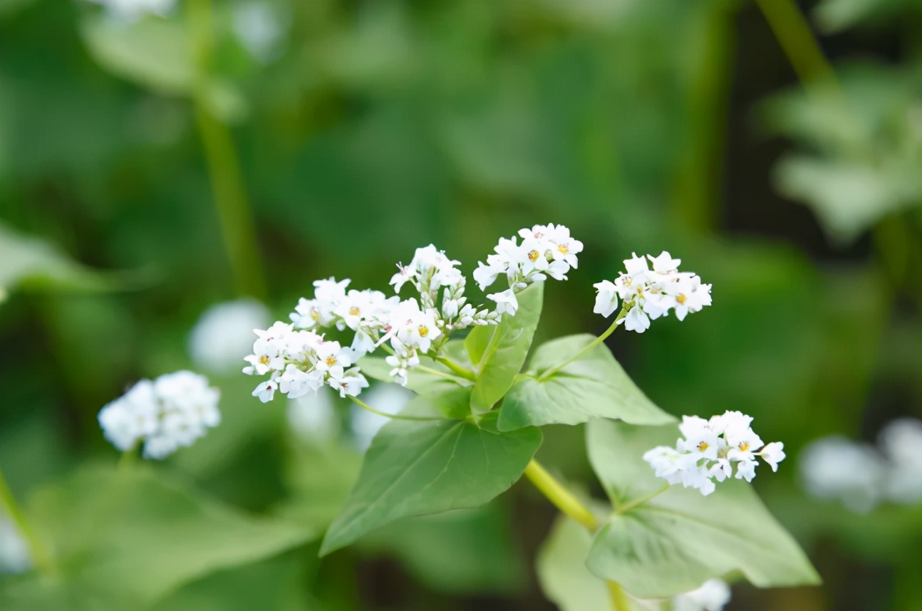 自律女孩每天都喝一杯苦荞茶,苦荞茶美容养颜