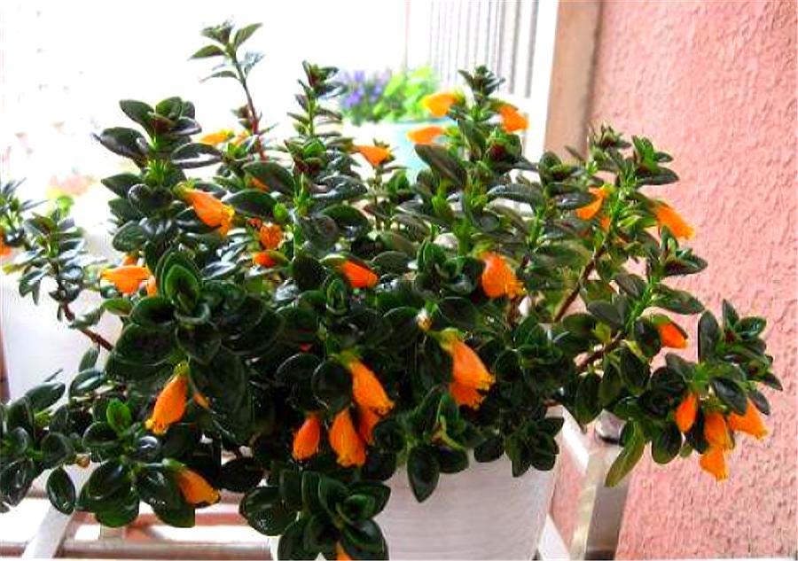 金鱼吊兰长出小花苞干枯了为什么,金鱼吊兰不开花了怎么办